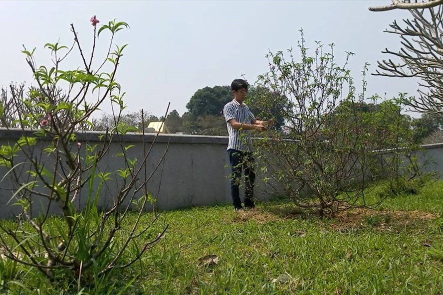 Những cây hoa đào do các đơn vị, người dân tặng sau tết được trồng tại khuôn viên Nghĩa trang liệt sĩ Quốc gia Đường 9. Ảnh: Hưng Thơ.