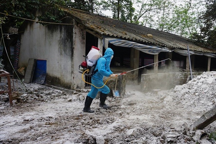 Phun hóa chất phòng dịch tả lợn châu Phi. Ảnh: PV