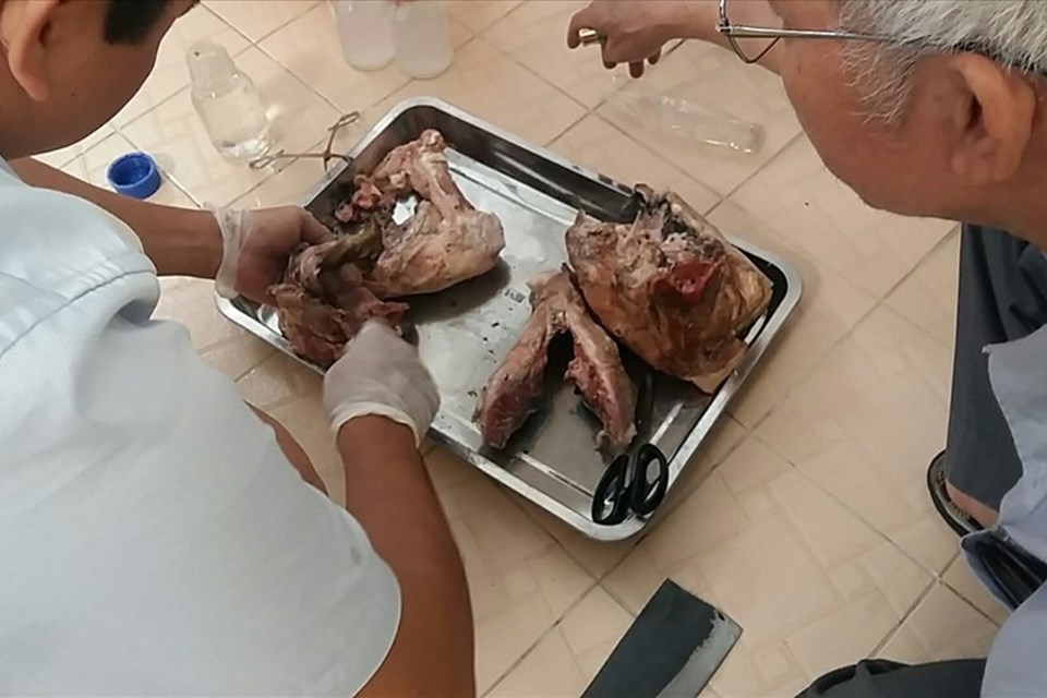 Nguy cơ mắc bệnh sán dây lợn và cách phòng ngừa Nguy cơ mắc bệnh sán dây lợn và cách phòng ngừa