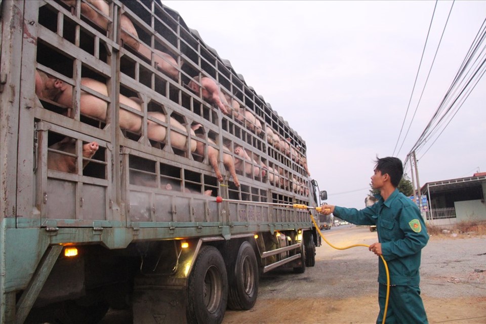 Đồng Nai lập thêm 5 chốt phòng, chống dịch tả lợn Châu Phi Đồng Nai lập thêm 5 chốt phòng, chống dịch tả lợn Châu Phi