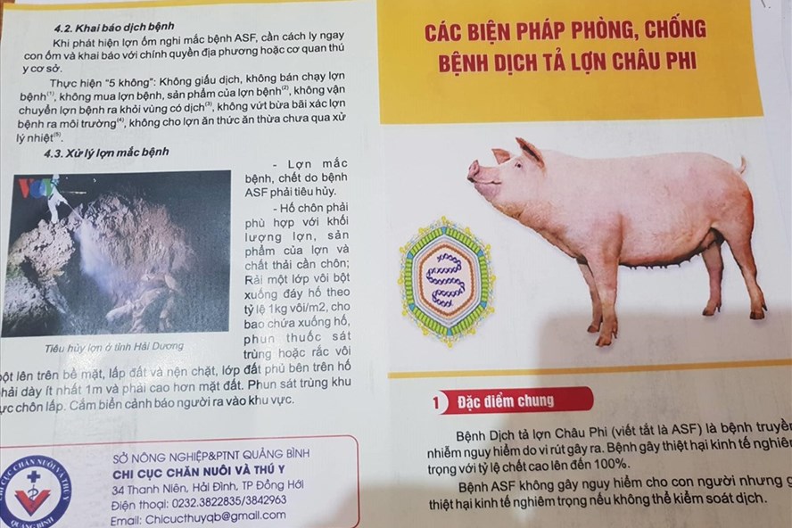 Tờ rơi về nhận biết và cách phòng chống bệnh dịch tả lợn Châu Phi do Sở NN&PTNT tỉnh Quảng Bình phát hành sáng 7.3. Ảnh: P.V