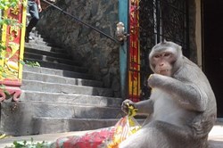 Bình Dương tranh cãi việc di dời đàn khỉ gần 50 con ở chùa Châu Thới