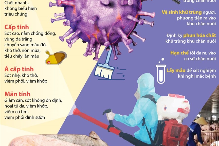 Thực hiện đúng quy định về phòng, chống dịch, nhiều địa phương đã qua 30 ngày không phát sinh ổ dịch mới, có thể công bố hết dịch tả lợn Châu Phi (Nguồn minh họa từ Cục Thú y).