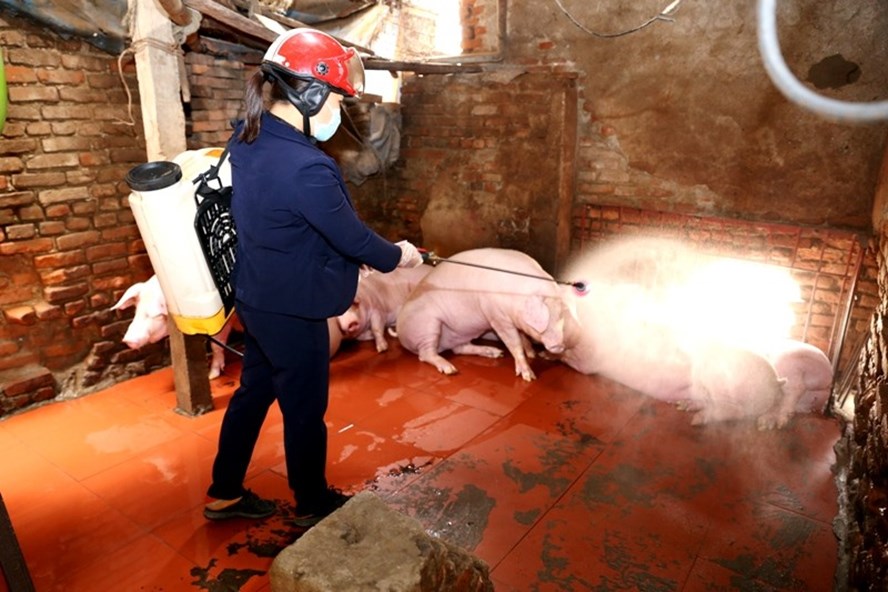 Dù tỉnh Phú Thọ chưa có dịch, nhưng các hộ chăn nuôi thường xuyên thực hiện phun hóa chất tại chuồng để ngăn ngừa dịch tả lợn Châu Phi. Ảnh: ML