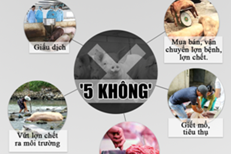 "5 không" trong phòng, chống dịch tả lợn Châu Phi.