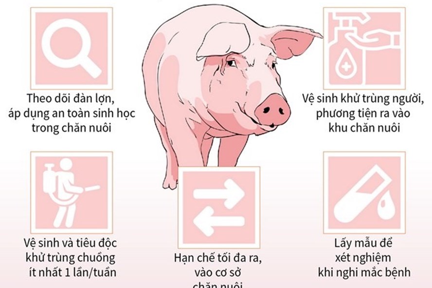 Các biện pháp phòng, chống dịch tả lợn Châu Phi. Nguồn: Cục Thú y