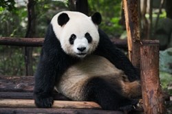 Nóng nhất hôm nay: Khách Trung Quốc bị phản ứng vì ném đá vào gấu trúc