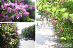 Ngỡ lạc vào Hội An trên những con phố rực rỡ hoa giấy ở Hà Nội