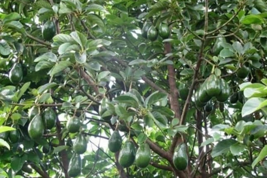 Chủ tịch xã nhận tiền chênh lệch từ việc mua giống bơ cho người nghèo. (Ảnh minh họa).