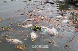 Cá Hồ Tây tiếp tục chết, dạt vào bờ gây ô nhiễm sau nhiều trận mưa lớn
