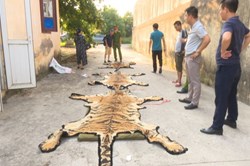 Quảng Ninh: Phá dường dây mua bán hổ