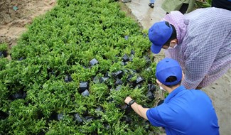 Hơn 4.000 cây xanh được trồng tạo cảnh quan ở công viên Đà Nẵng. Ảnh: GV