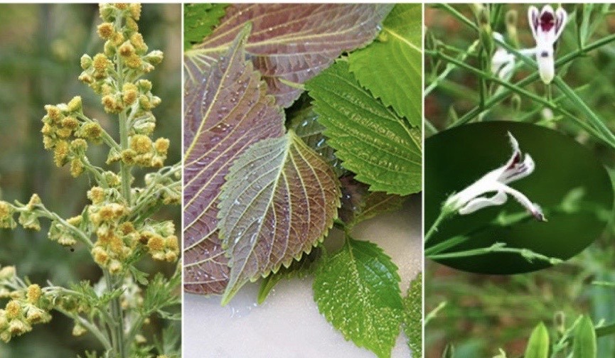 những dược liệu quen thuộc trong phòng chống covid