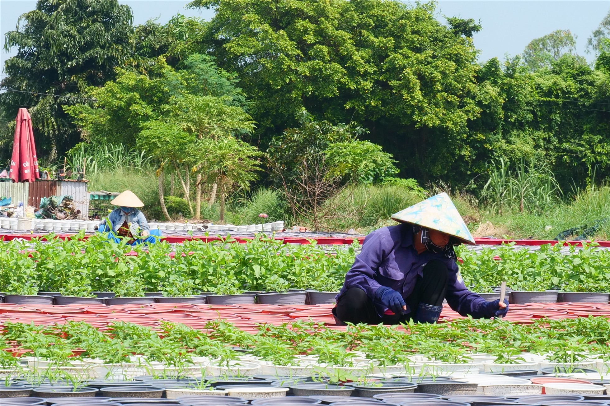 Chi phí đầu vào tăng, người trồng hoa Tết tại TPHCM vẫn không tăng giá