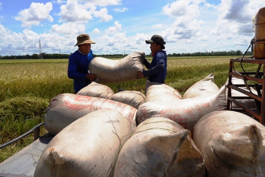 Dự báo xuất khẩu gạo của Việt Nam năm 2022 vẫn đạt từ 6-6,2 triệu tấn. Ảnh: T.Long