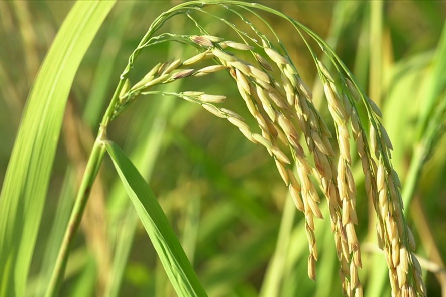 Giá gạo xuất khẩu của Việt Nam vẫn không giảm nhờ chất lượng lúa gạo ổn định. Ảnh T.Long