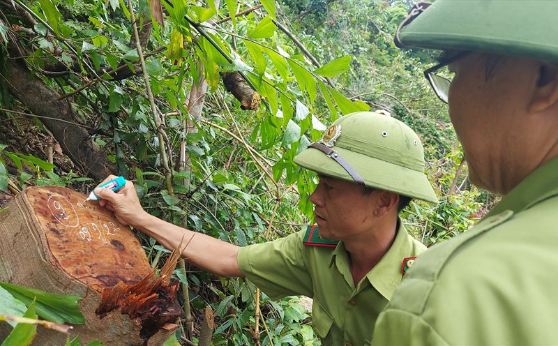 Vụ phá rừng ở biên giới Kon Tum: Cần làm rõ trách nhiệm của chủ rừng ...