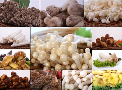 「các loại nấm」的圖片搜尋結果