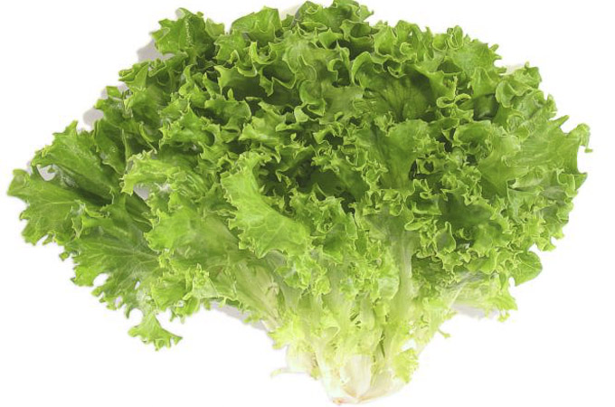 Káº¿t quáº£ hÃ¬nh áº£nh cho Rau diáº¿p