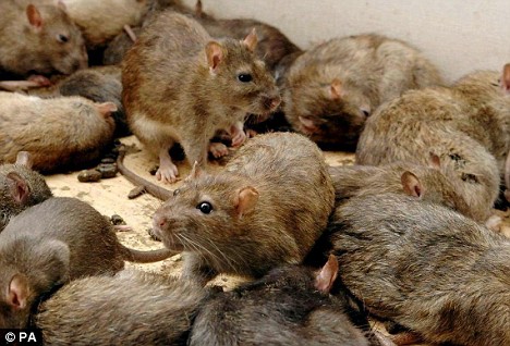 Kinh hoàng người phụ nữ nuôi hàng ngàn con chuột | Tin tức mới nhất 24h -  Đọc Báo Lao Động online - Laodong.vn